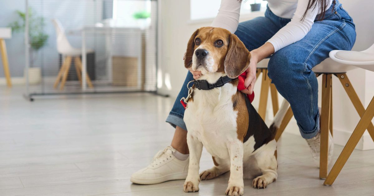 female owner comforting and petting beagle dog