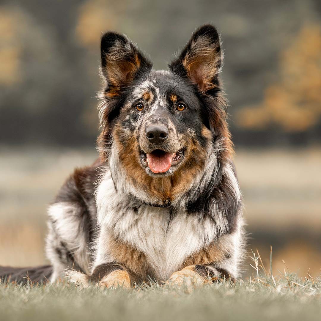 Beautiful Australian shepherd mix with black and orange spots outside by a lake