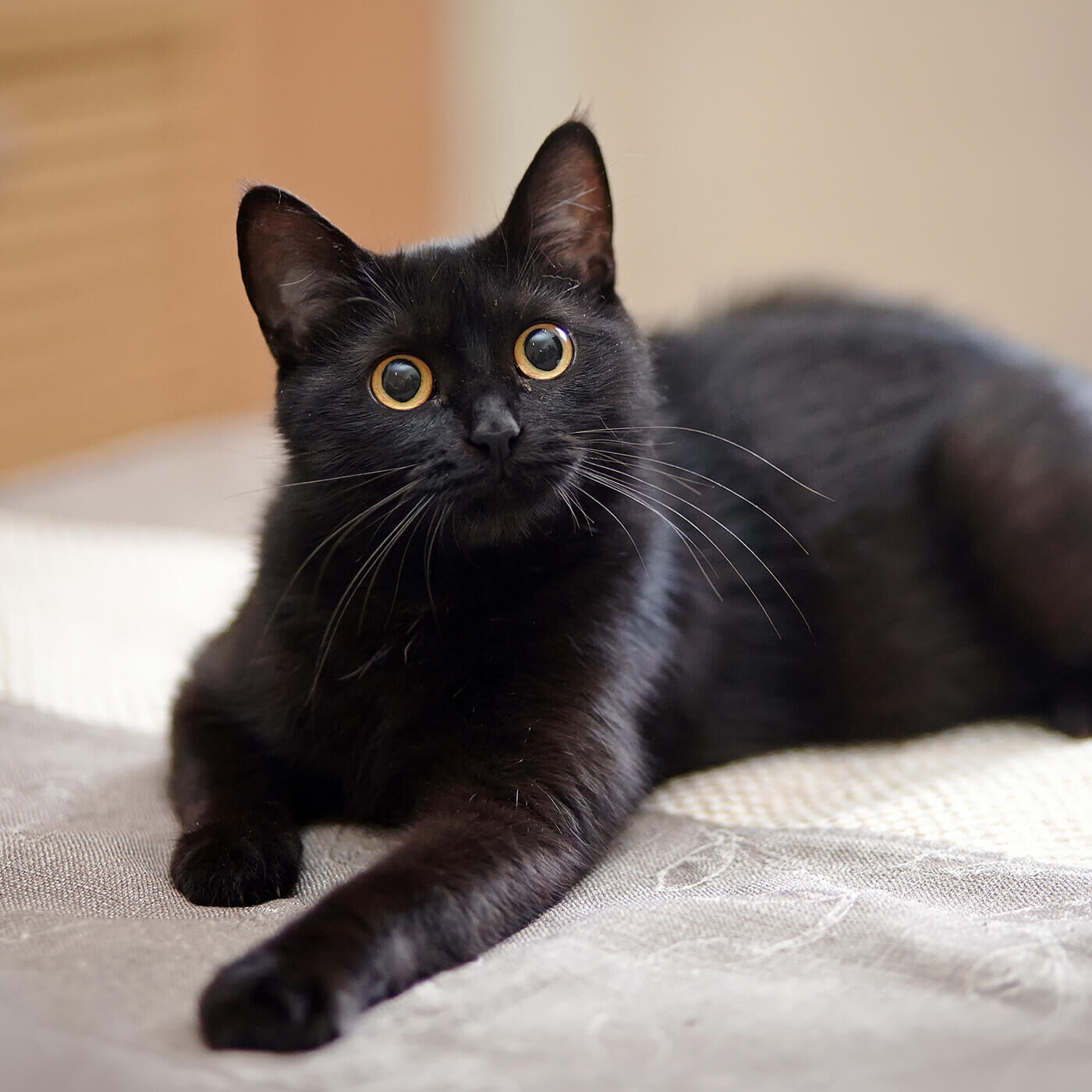 young black cat sitting on bed