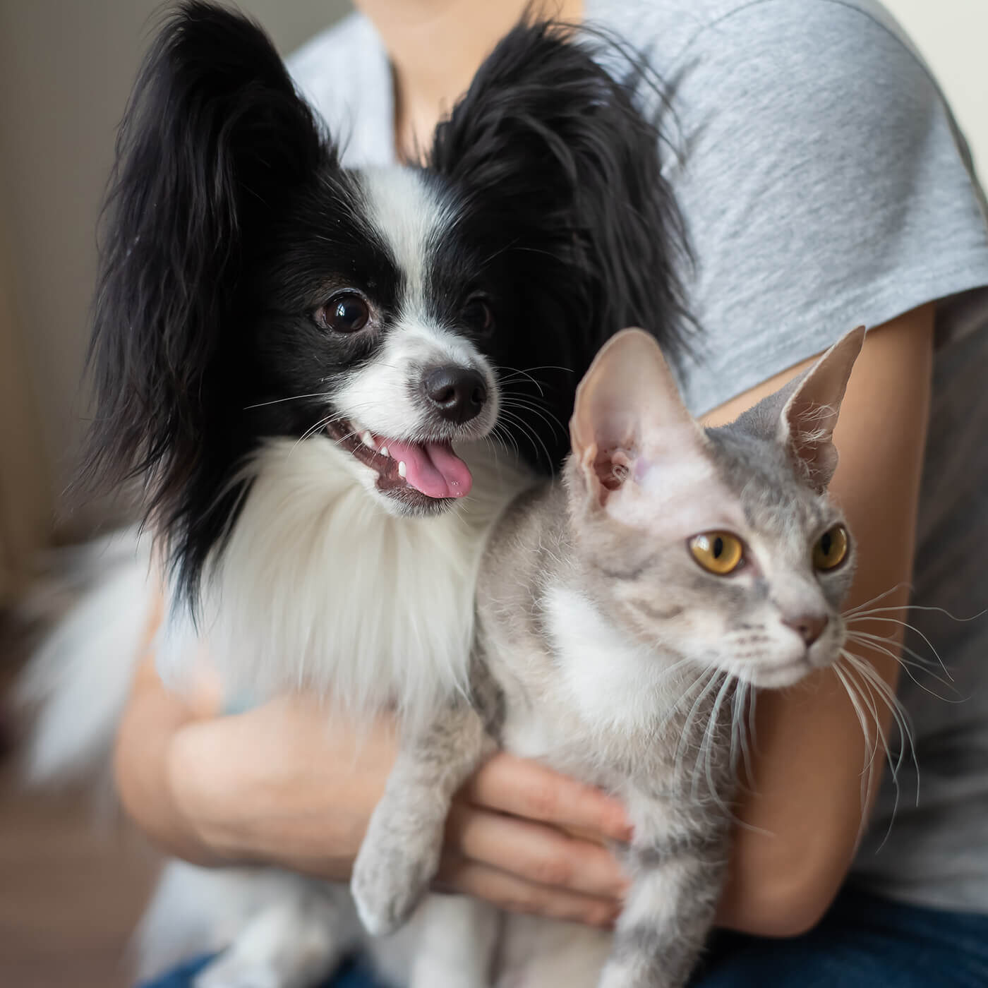woman holding black and white dog and gray and white cat