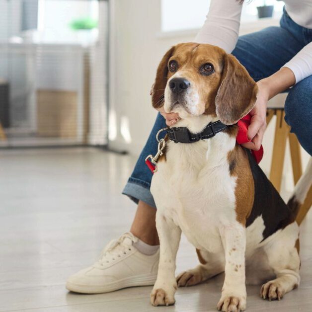 female owner comforting and petting beagle dog