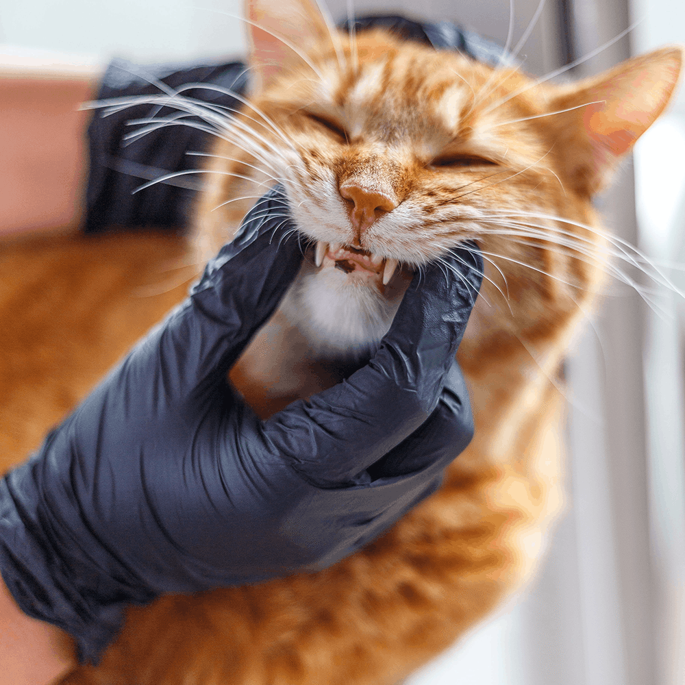 vet showing a orange cat's teeth