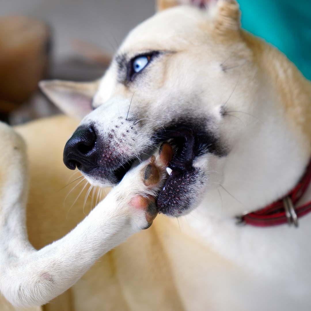dog gnawing on its paw