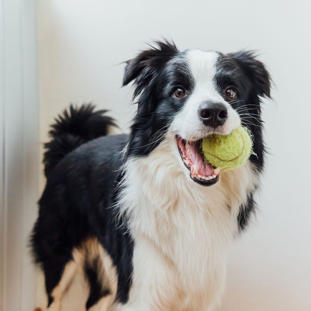 Border Collie holding a tennis ball