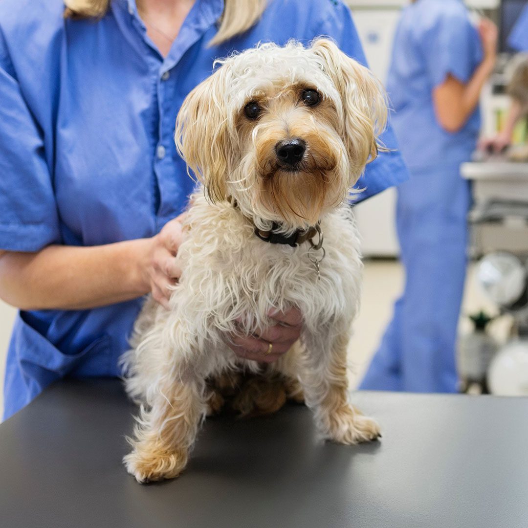 veterinarians prepping a small white dog for surgery