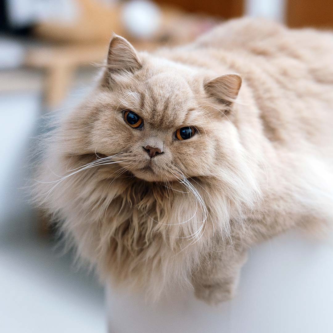 light yellow British long-haired cat looking at the camera