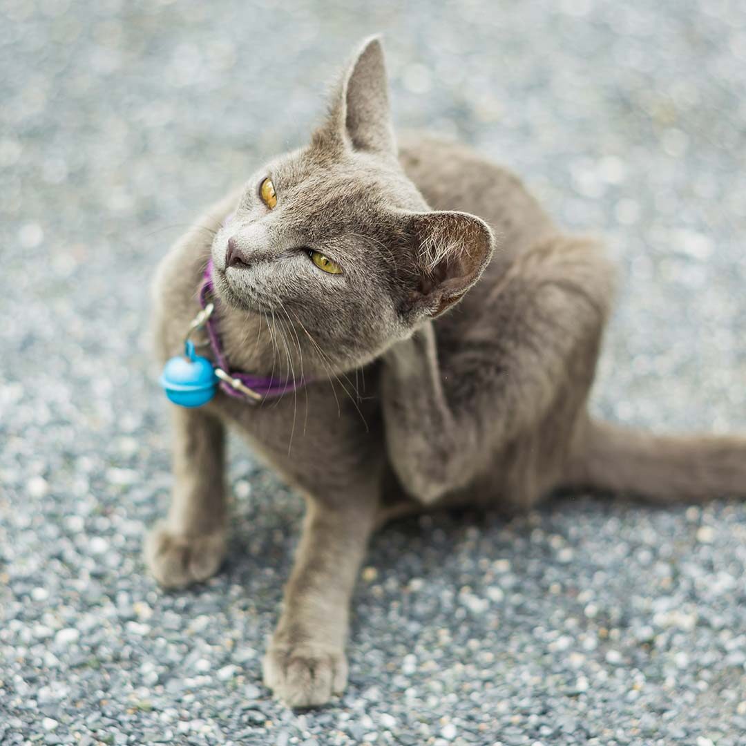 gray cat on the pavement itching its neck