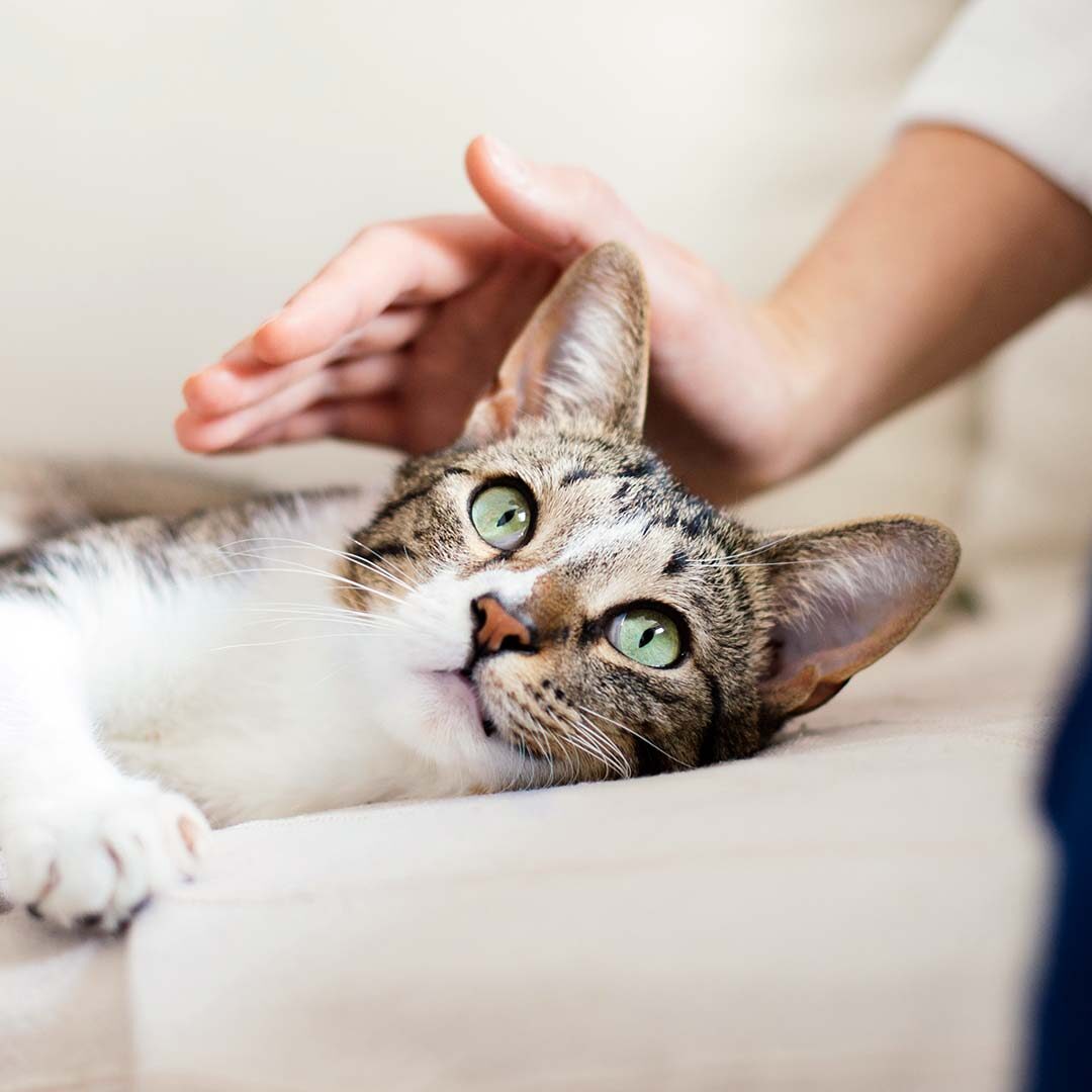 woman petting her green-eyed calico cat