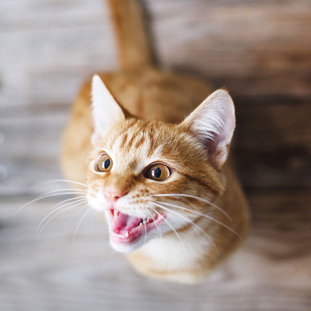 orange cat meowing up at owner