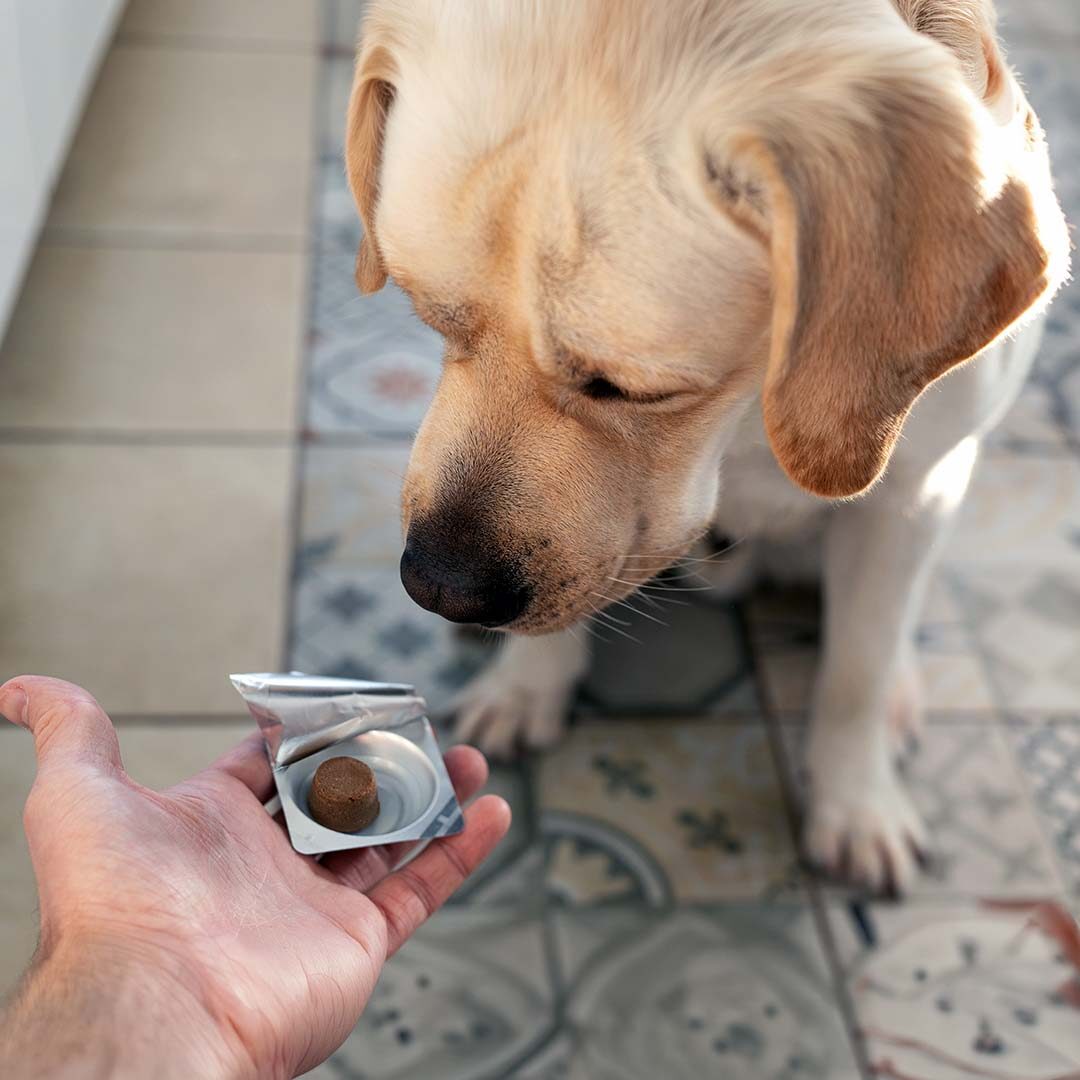 white lab getting a parasite prevention pill