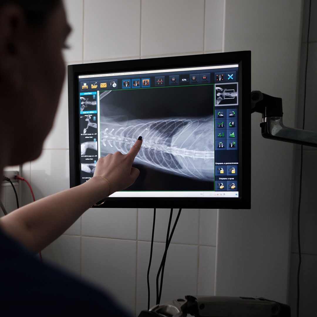 Doctor uses ultrasound scan in veterinary clinic